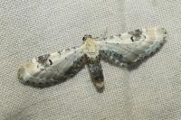 Eupithecia centaureata