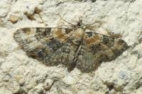 Eupithecia pulchellata