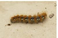 Euplagia quadripunctaria