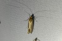 Nematopogon adansoniella