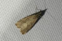 Schrankia costaestrigalis