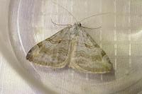 Aplocera efformata/plagiata