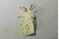 Spilosoma lubricipeda
