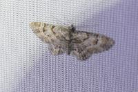 Gymnoscelis rufifasciata