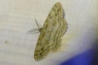 Hypomecis punctinalis