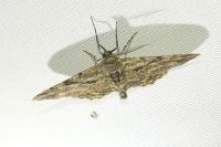 Peribatodes rhomboidaria