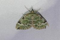 Colostygia pectinataria