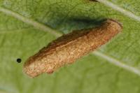 Coleophora serratella