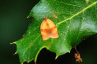 Cacoecimorpha pronubana