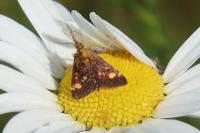 Pyrausta aurata