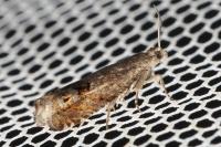 Cydia succedana/ulicetana