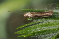 Coleophora albicosta