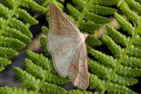 Petrophora chlorosata