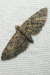 Eupithecia cocciferata