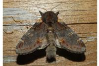 Notodonta dromedarius