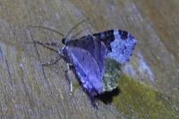 Xanthorhoe fluctuata