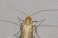 Nematopogon adansoniella