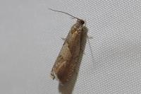 Dichrorampha acuminatana