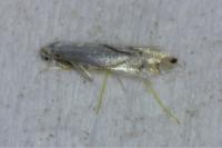 Phyllonorycter