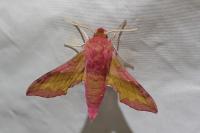 Deilephila porcellus