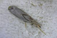 Phyllonorycter
