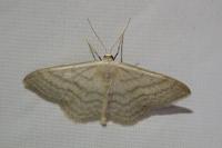 Idaea subsericeata