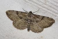 Peribatodes rhomboidaria