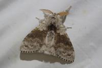 Calliteara pudibunda