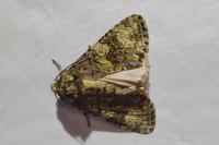 Craniophora ligustri