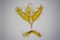 Caradrina clavipalpis