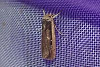 Ochropleura leucogaster