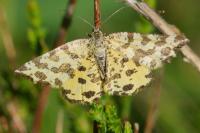 Pseudopanthera macularia