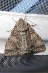Acronicta megacephala