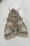 Acronicta megacephala
