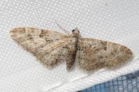 Eupithecia abbreviata/dodoneata