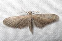 Eupithecia vulgata
