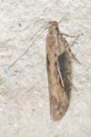 Scrobipalpa costella