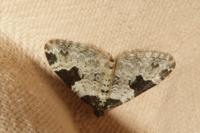 Xanthorhoe fluctuata