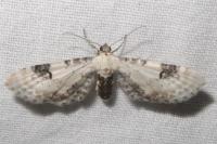 Eupithecia centaureata