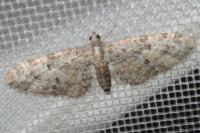 Eupithecia dodoneata
