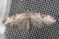 Eupithecia tantillaria