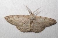 Hypomecis punctinalis