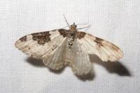 Xanthorhoe fluctuata