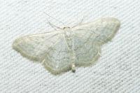 Idaea subsericeata