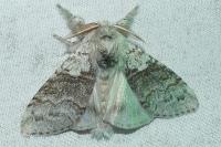 Calliteara pudibunda