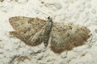 Eupithecia abbreviata