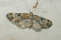 Eupithecia pulchellata