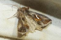 Macdunnoughia confusa