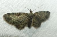 Pasiphila rectangulata