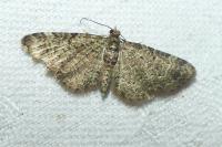 Pasiphila rectangulata